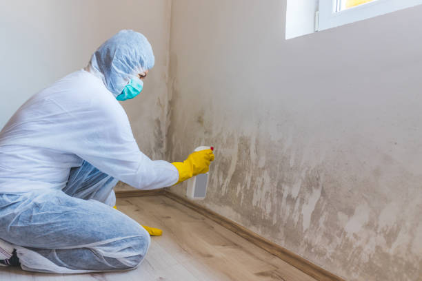 Licensed Basement Mold Removal service in Brentwood, MD - WQB Mold Removal