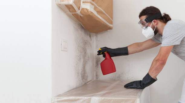 Professional Basement Mold Removal technician working in Brentwood, MD