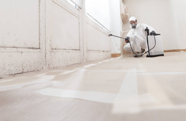 24/7 Emergency Basement Mold Removal experts in Brentwood, MD