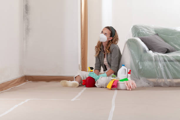 Reliable Basement Mold Removal contractor in Brentwood, MD by WQB Mold Removal