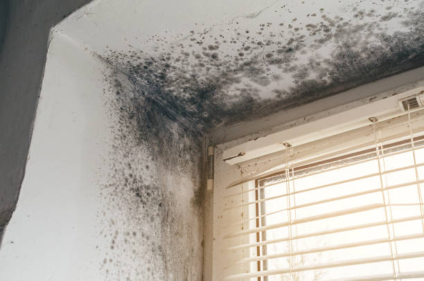 Affordable Basement Mold Removal solutions in Brentwood, MD