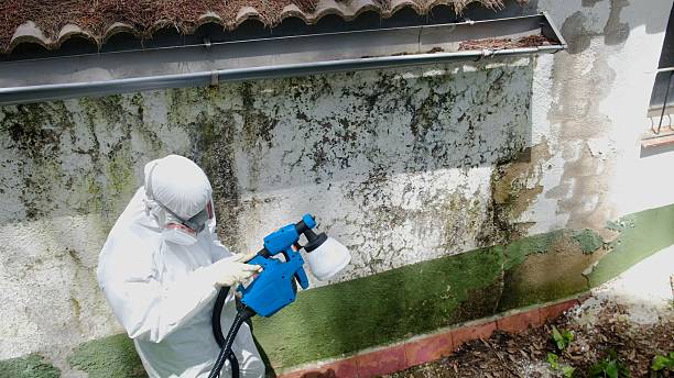 Top rated local Basement Mold Removal specialists in Brentwood, MD